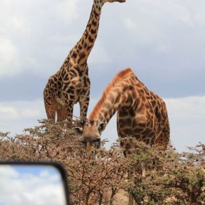 Tanzania Wildlife Safari