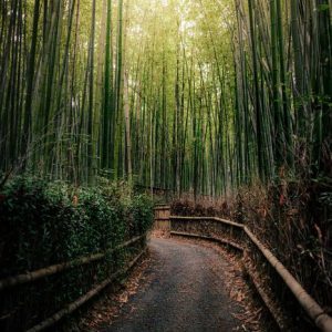 Tokyo & Southern Japan: Kyoto, Fukuoka & Nagasaki