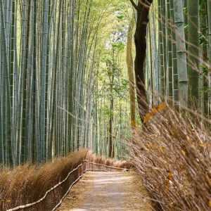 Japan: Kyoto, the Japanese Alps & Tokyo