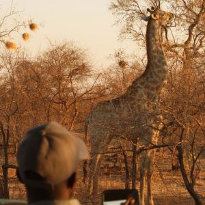 Botswana & Zimbabwe Wildlife Safari